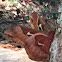 Tulip-tree Silkmoth