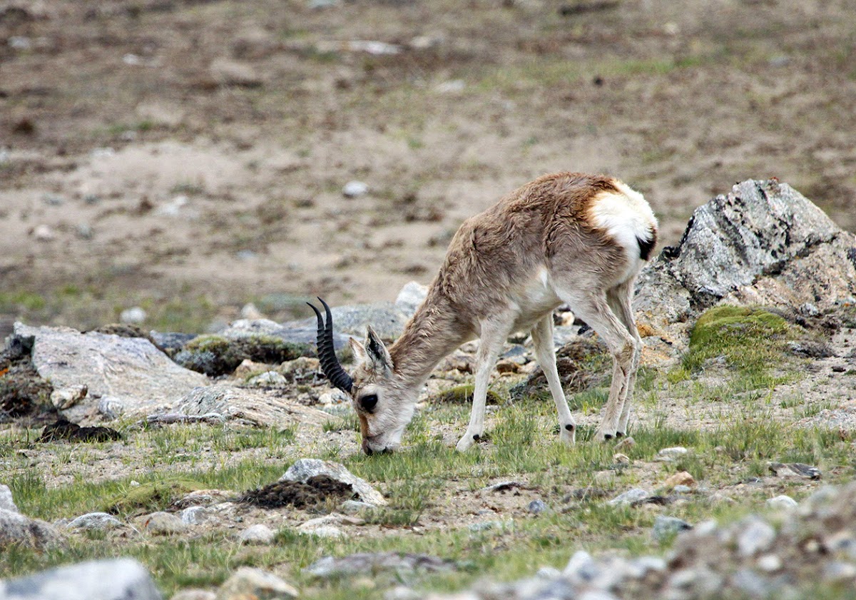 Goa, The Tibetan Gazelle