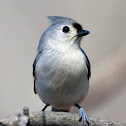 Tufted Titmouse