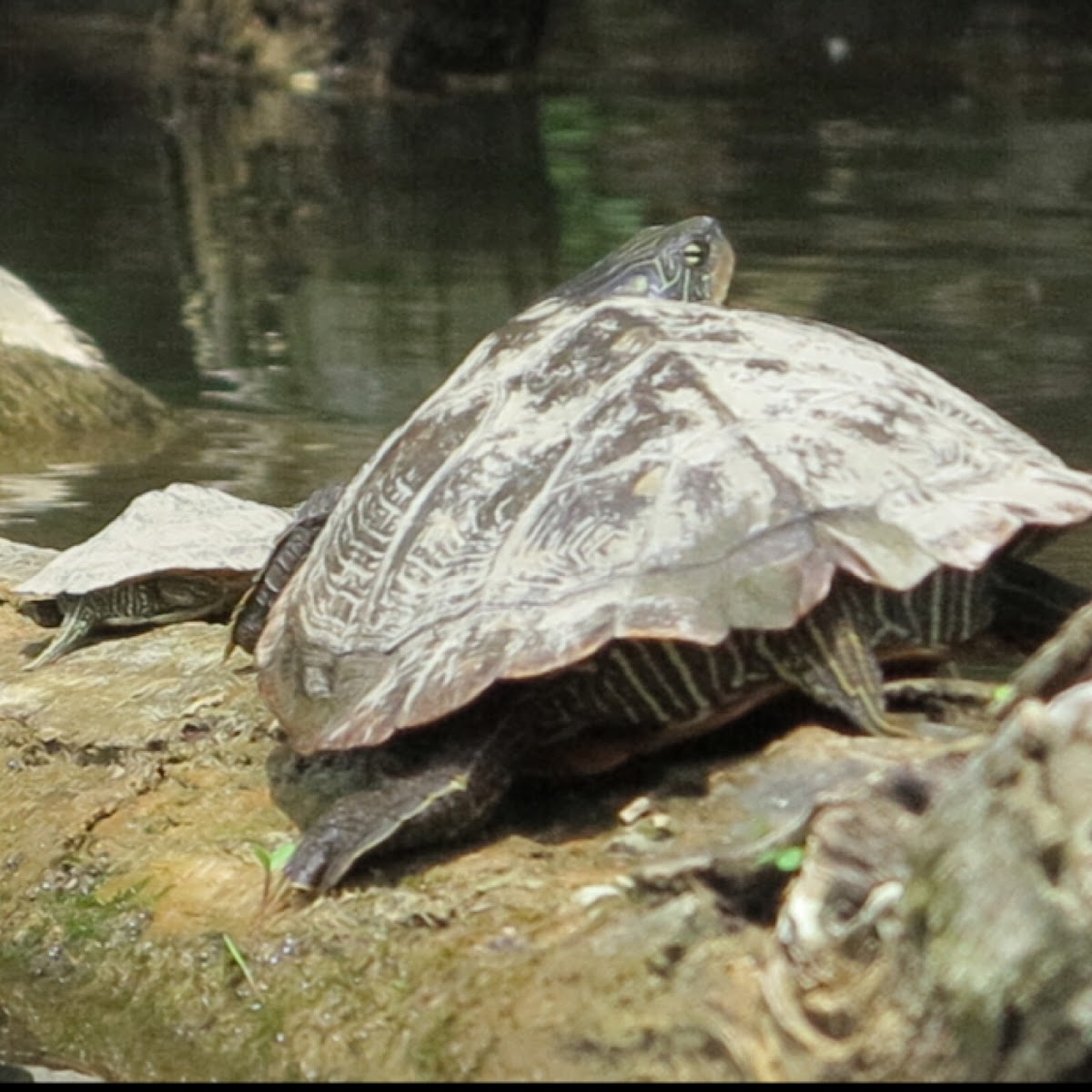 Common Map Turtle