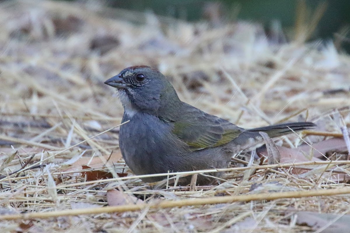 Green-tailed Towhee