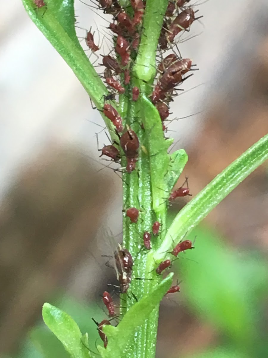 Aphid