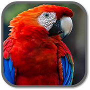 Parrot Sounds 1.0 Icon