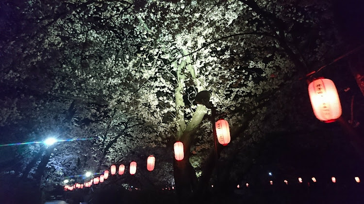 キャロルの夜桜に関するカスタム事例の投稿画像6枚目