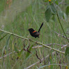 Red backed Fairy Wren