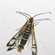 Eupatorium Borer Moth