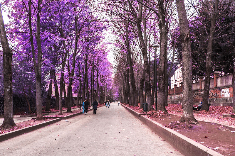 Viale di albertocastagnaphoto