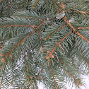 Colorado Spruce