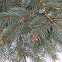 Colorado Spruce