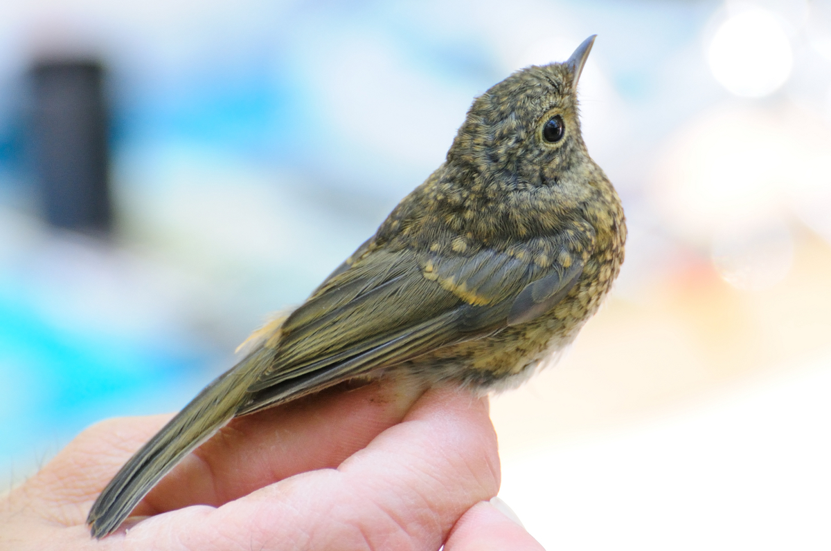 European Robin; Petirrojo