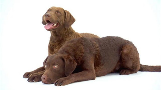 Chesapeake Bay Retriever