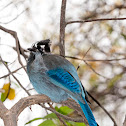 Steller's Jay