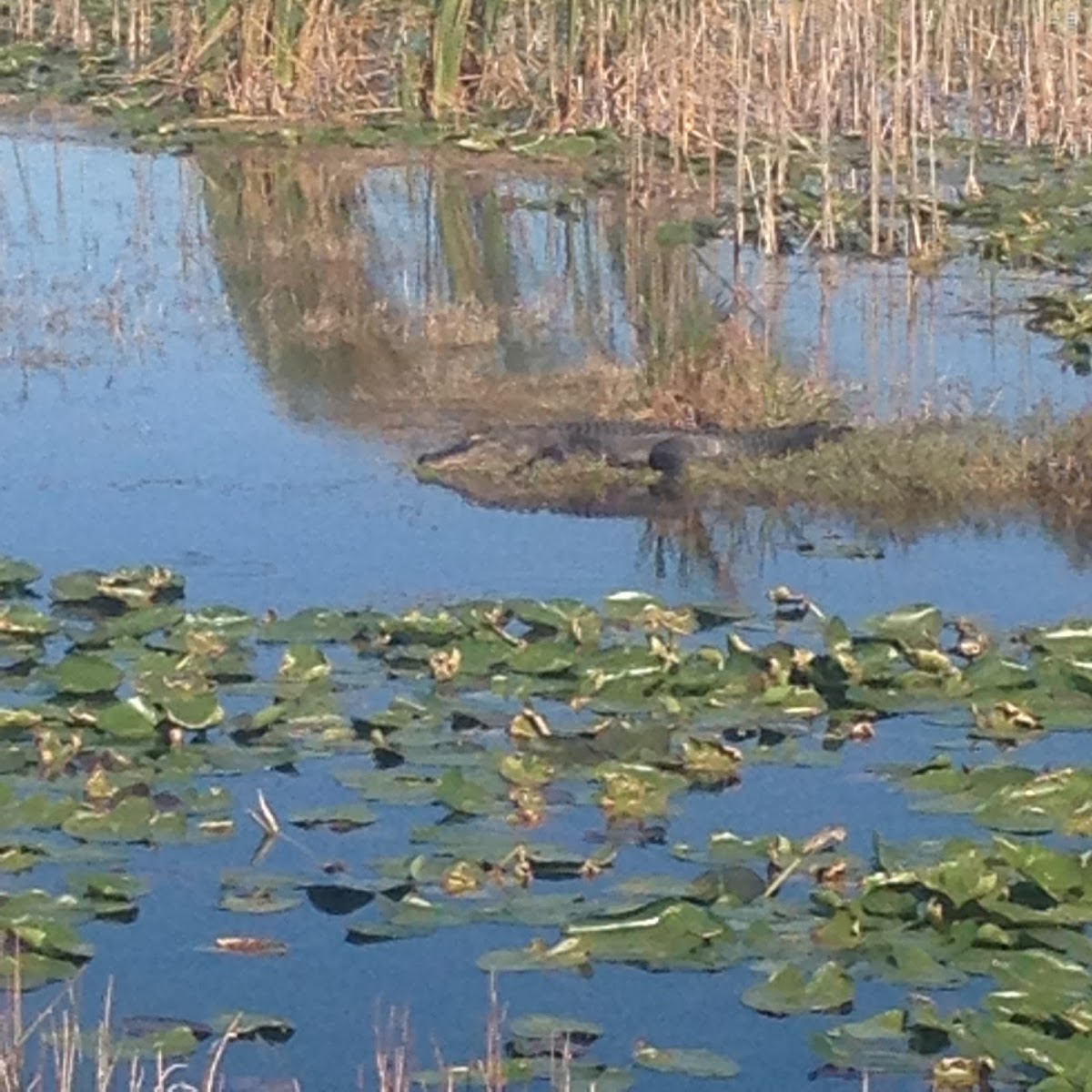 American Alligator