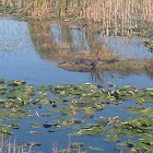 American Alligator