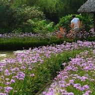 莫內的花園