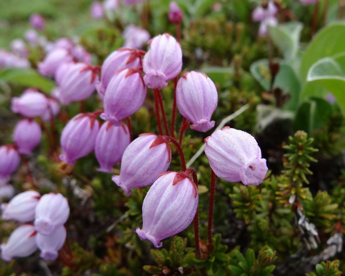 Blue Mountain Heath