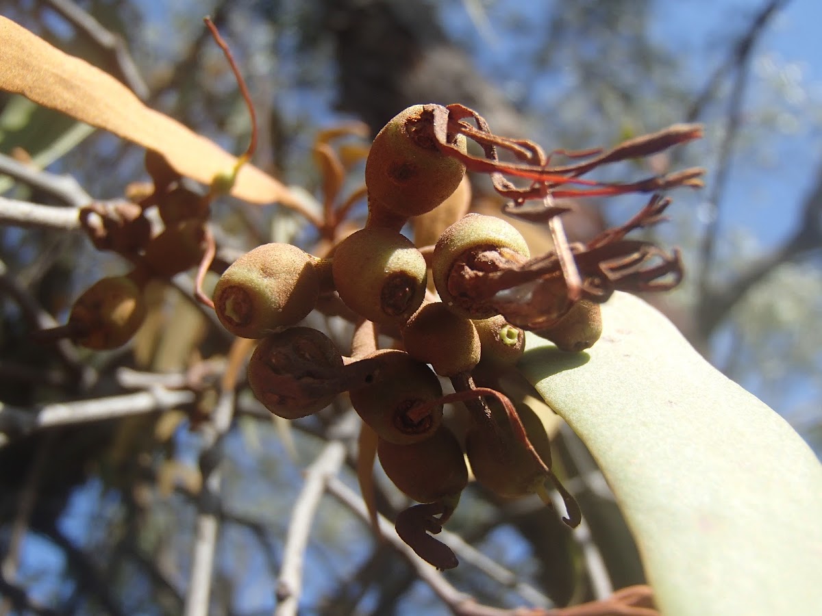 Drooping mistletoe