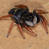 Jovial Jumping Spider (Female)