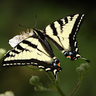 Western tiger swallowtail