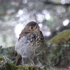 Hermit Thrush