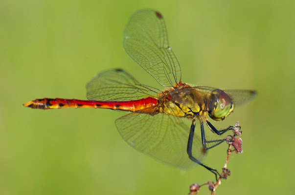 Leggeri come una libellula di tiviolivalentino