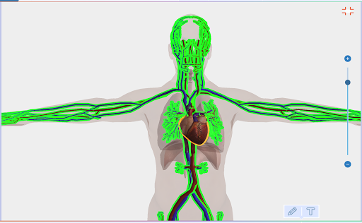 3D Human Body anatomy