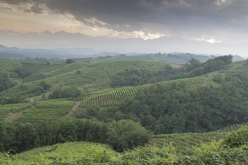 Le colline del vino di Miche