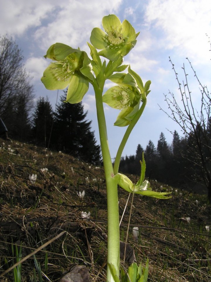 Green Flower di endless