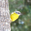 Eastern Yellow Robin