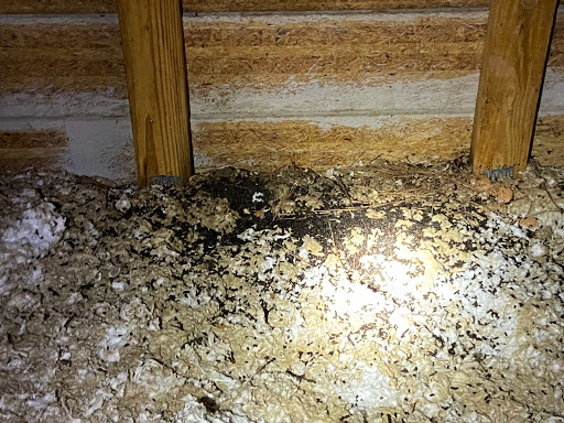 termite control