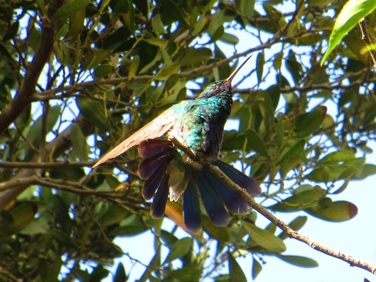 Sparkling Violetear  (Colibri coruscans)