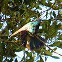 Sparkling Violetear  (Colibri coruscans)