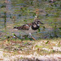 Ruddy Turnstone