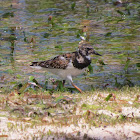 Ruddy Turnstone