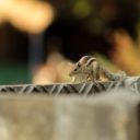 Squirrel Theme