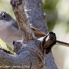 Whitethroat; Curruca Zarcera