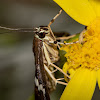 beet webworm moth