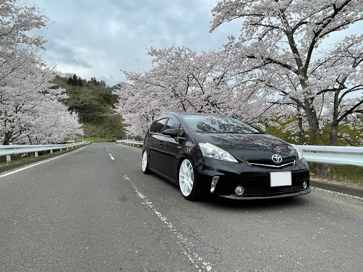 プリウスαの桜と愛車・白ホイ・バズレイアエボ・ワンオフマフラー 