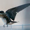 Barn Swallow; Golondrina Común