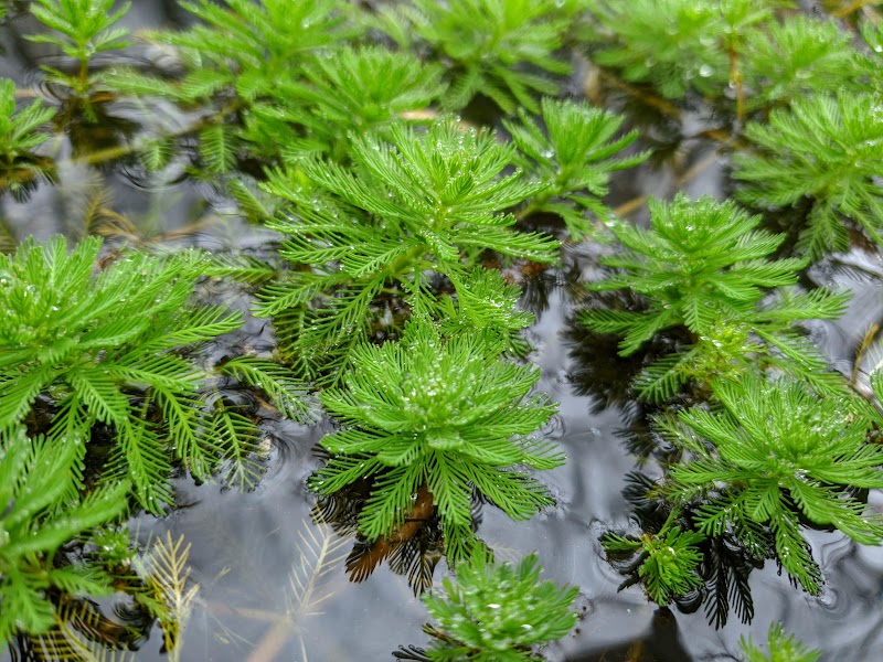 Close-up of a parrot's feather plant floating on the water with tiny beads of water sitting in its leaves