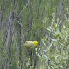 White-plumed Honeyeater