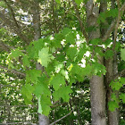 Silver Maple