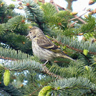 Pine Siskin