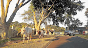 HOOFING IT: Bovine herds disturb traffic in Veldenvlei, in Richards Bay, KwaZulu-Natal