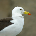 Peruvian Band Tail Gull