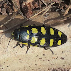 Jewel beetle. Escarabajo joya