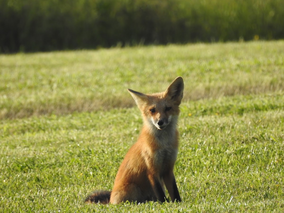 Red Fox