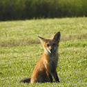 Red Fox