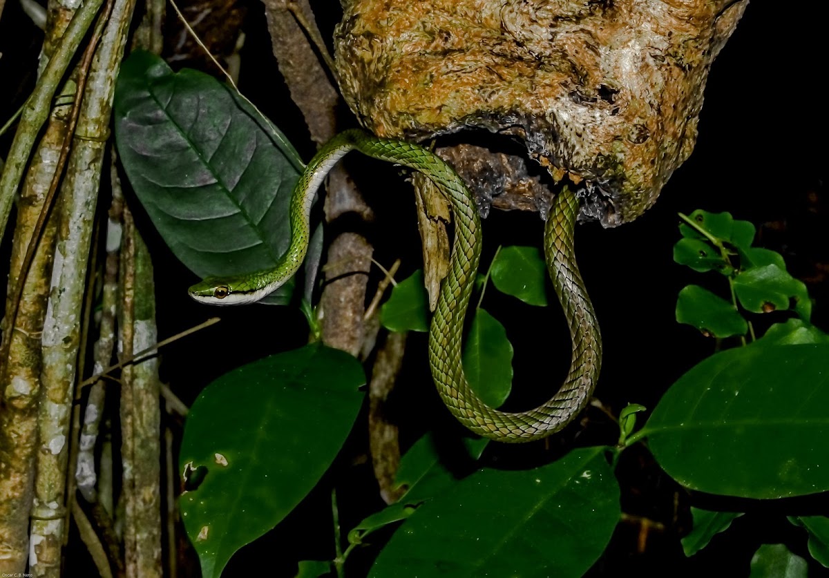 Giant Parrot Snake / Azulão-Boia / Lora