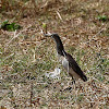 Javan Pond Heron